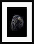 Nerita scabricostata by Anonymous
