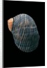 Nerita scabricostata by Anonymous