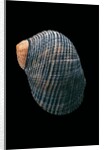 Nerita scabricostata by Anonymous