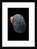 Nerita scabricostata by Anonymous