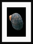 Nerita scabricostata by Anonymous