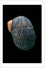 Nerita scabricostata by Anonymous