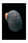 Nerita scabricostata by Anonymous