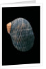 Nerita scabricostata by Anonymous