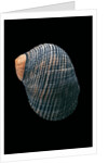 Nerita scabricostata by Anonymous