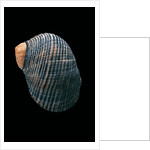 Nerita scabricostata by Anonymous