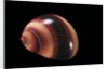 Neritina communis by Anonymous