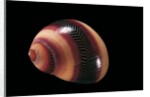 Neritina communis by Anonymous