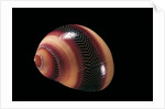 Neritina communis by Anonymous