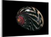 Neritina communis by Anonymous