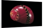 Neritina communis by Anonymous