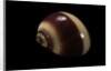 Neritina communis by Anonymous