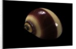 Neritina communis by Anonymous