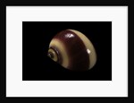 Neritina communis by Anonymous