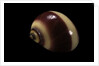 Neritina communis by Anonymous