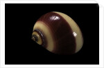 Neritina communis by Anonymous