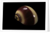 Neritina communis by Anonymous