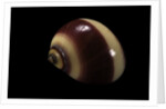 Neritina communis by Anonymous