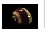 Neritina communis by Anonymous