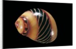Neritina communis by Anonymous