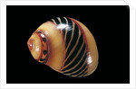 Neritina communis by Anonymous