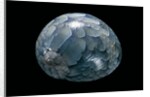 Neritina virginea by Anonymous