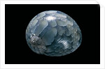 Neritina virginea by Anonymous