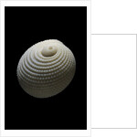 Neritopsis radula by Anonymous