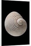 Neritopsis radula by Anonymous