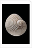 Neritopsis radula by Anonymous