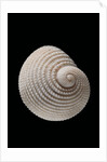 Neritopsis radula by Anonymous