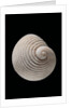 Neritopsis radula by Anonymous