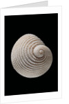 Neritopsis radula by Anonymous
