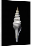 Nihonia australis by Anonymous