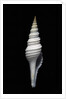 Nihonia australis by Anonymous