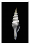 Nihonia australis by Anonymous
