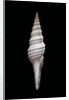 Nihonia australis by Anonymous