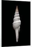 Nihonia australis by Anonymous