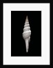Nihonia australis by Anonymous