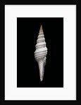 Nihonia australis by Anonymous