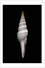 Nihonia australis by Anonymous