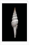 Nihonia australis by Anonymous