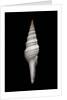 Nihonia australis by Anonymous