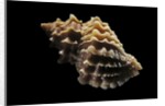 Nucella lamellosa by Anonymous