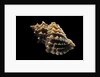 Nucella lamellosa by Anonymous