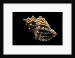Nucella lamellosa by Anonymous
