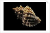 Nucella lamellosa by Anonymous