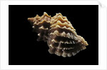 Nucella lamellosa by Anonymous