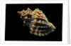 Nucella lamellosa by Anonymous