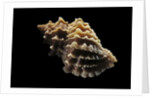 Nucella lamellosa by Anonymous